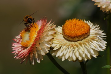 Blume im Garten