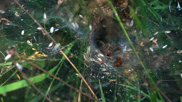 Spider prey in trap - (4K)