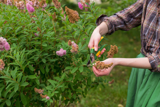 Girl prune the bush (spirea) with secateurs in the garden in sun summer day. Cuting the dry spirea flowers. Hand of the woman closeup.