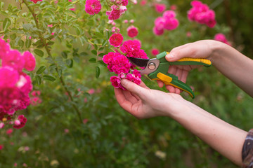 Girl prune the bush (rose) with secateurs in the garden in sun summer day. Cuting the dry rose flowers. Hand of the woman closeup.