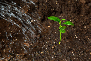 young lemon tree growing  in the soil. ecology concept