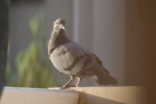  Pigeon