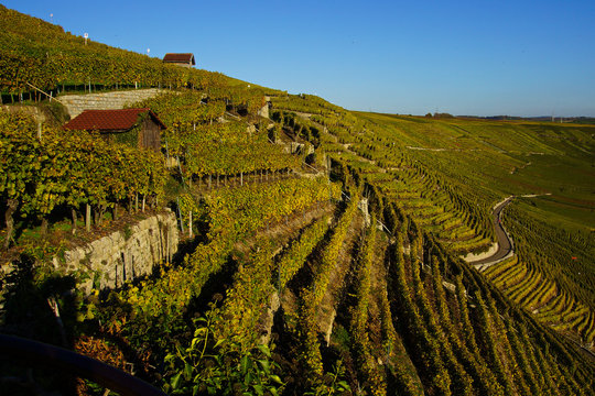  Adobe Stock Illustration 