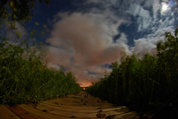 Fototapeta na wymiar Night time sky and clouds 8mm lens path leading to the end with a light.