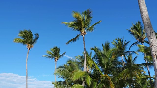 Top of coconut palm trees with blue sky, nobody