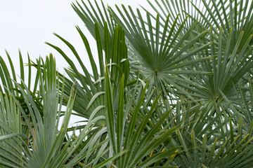 Obraz na płótnie Canvas Palm tree White background