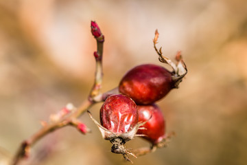  rosehips in the fall at sunset