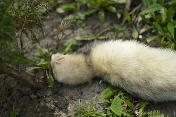 ferret walking in a park