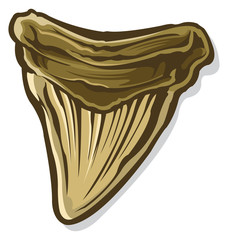 prehistoric shark tooth