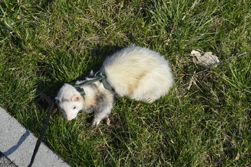ferret walking outside