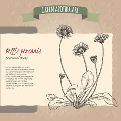 Bellis perennis aka daisy sketch. Green apothecary series.