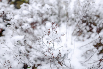 branch of a tree in winter
