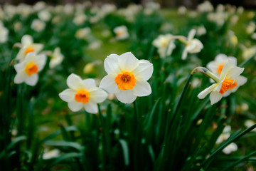 daffodils in the garden