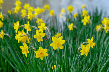 yellow daffodils in the garden