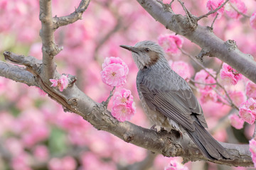 brown-eared bulbul on blossoming Japanese apricot tree