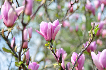Spring magnolia 