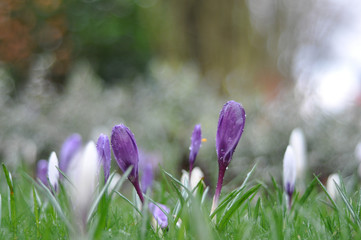 crocus in spring with dew