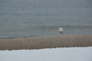 Sea gull in the snow