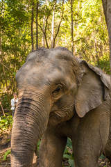 Fototapeta premium A close up shot of an Asian Elephant in the northern foothills of Thailand.