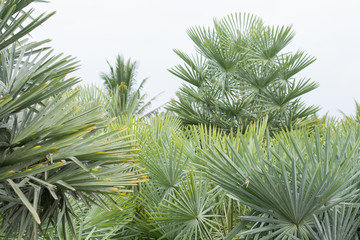Fototapeta premium Palm tree White background