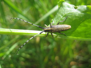 bug on a leaf