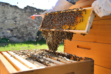 Close up of beekeeper's hands with wooden frame and bees. Beekeeper at work.