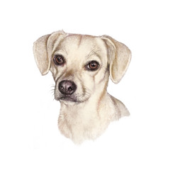 Portrait of a white Dog. Cute puppy isolated on the white background. Animal art collection: Dogs. Hand Painted Illustration of Pet. Good for banner, T-shirt, card, pillow. Design template