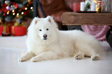 Samoyed near the sofa in the apartment