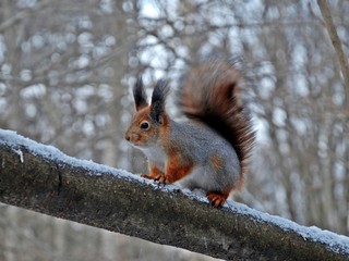 Obraz premium Squirrel on a tree trunk in a winter park (close up)