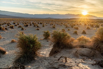 Arrowweed plants growing in a sand dune in a staggered pattern with plenty of space between,...