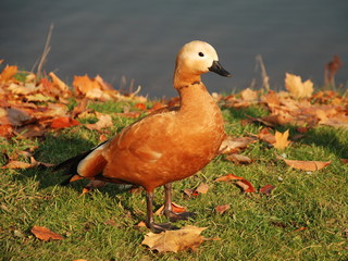 Ruddy shelduck (Tadorna ferruginea), male on the shore of the pond