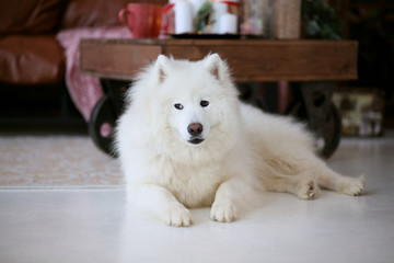 Samoyed near the sofa in the apartment