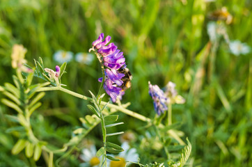 Bee collects pollen on a flower