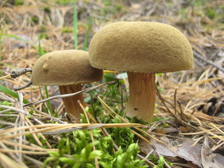mushrooms in forest