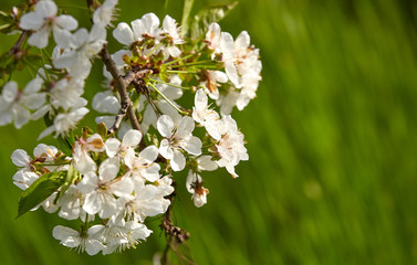 Blooming twig of cherry on a blurred green background with beautiful bokeh
