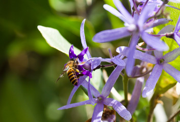 Bee and Purple Flower