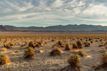 Arrowweed plants growing in a sand dune in a staggered pattern with plenty of space between,...