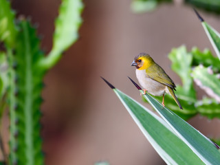 Female Cuban Grassquit