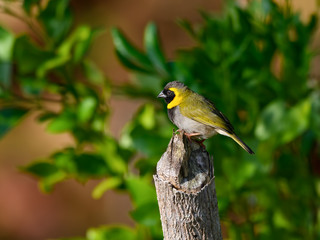 Fototapeta premium Male Cuban Grassquit