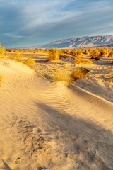 Arrowweed plants growing in a sand dune in a staggered pattern with plenty of space between,...