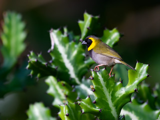 Male Cuban Grassquit