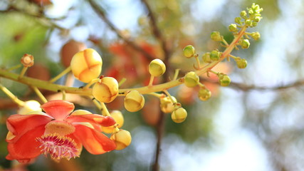 Fototapeta premium Close up of beautiful sai or Couroupita guianensis flower on brown blurred background. 