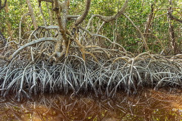 Mangle roots as part of mangroves in Mexico. Complex roots over water bodies filled with tannins