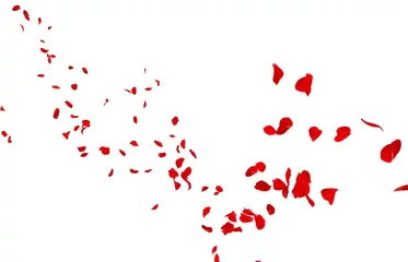 Abwaschbare Fototapete Rosen Rote Rosenblätter fliegen in die Ferne