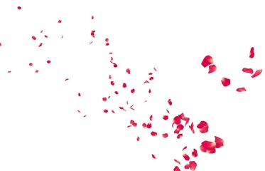 Fototapeta na wymiar Red rose petals fly into the distance