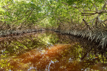 Mangle roots as part of mangroves in Mexico. Complex roots over water bodies filled with tannins