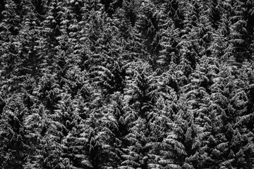 spruce trees with snow black and white