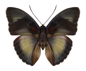 Obraz na płótnie Canvas Butterfly Euphaedra themis (male) on a white background
