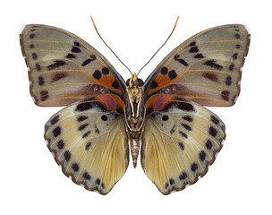 Butterfly Euphaedra themis (male) (underside) on a white background