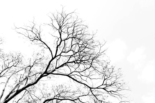 Bare tree branches on a pale white background